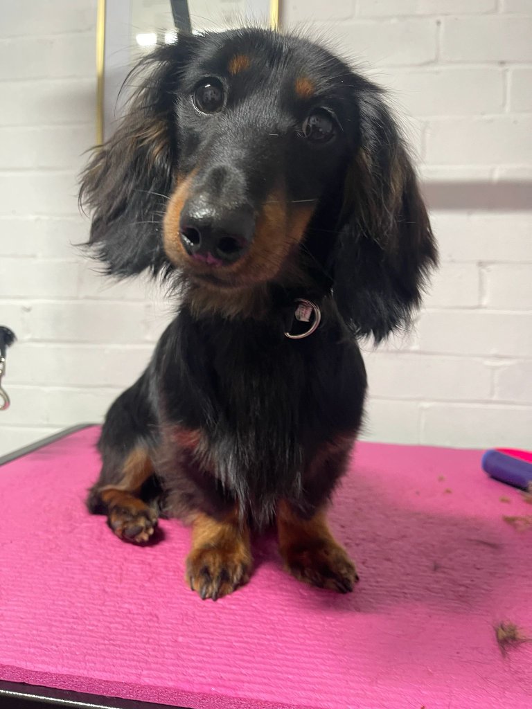 Dachshund sitting on grooming table at Pawfect Groom Kenilworth