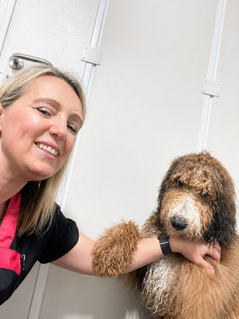 Aga, dog groomer in Kenilworth, gently meeting a curly bernedoodle during a one to one grooming meet and greet