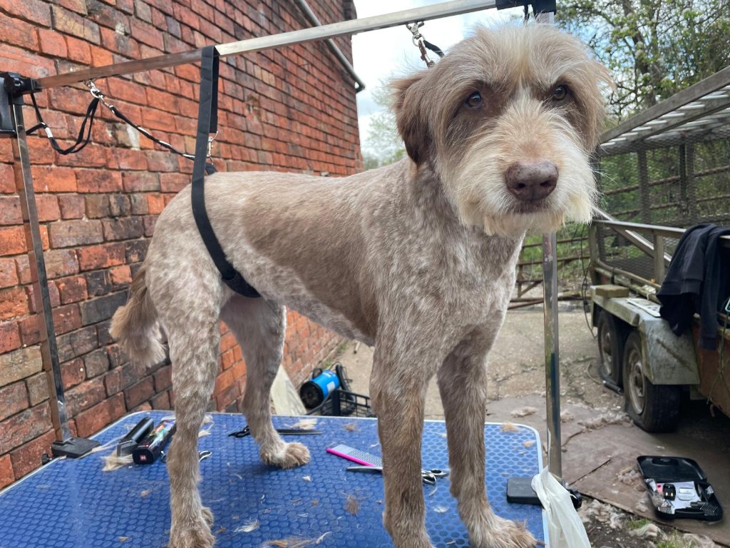 When the Groomer Leaves the Salon and Heads to the Farm