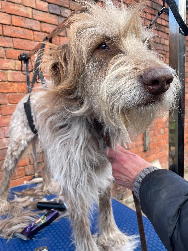 When the Groomer Leaves the Salon and Heads to the Farm - photo 2