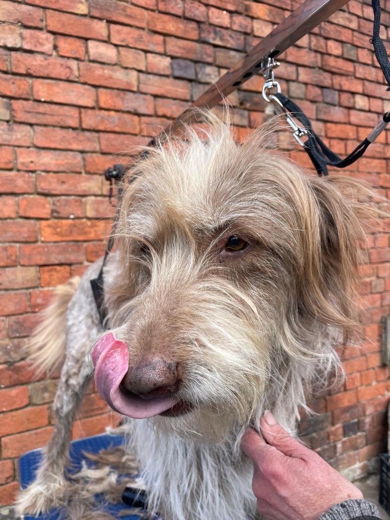 When the Groomer Leaves the Salon and Heads to the Farm - photo 3