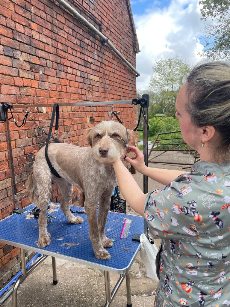 When the Groomer Leaves the Salon and Heads to the Farm - photo 4