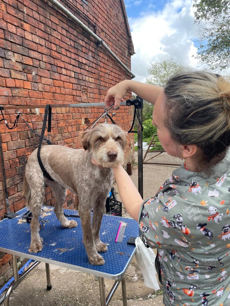 When the Groomer Leaves the Salon and Heads to the Farm - photo 5