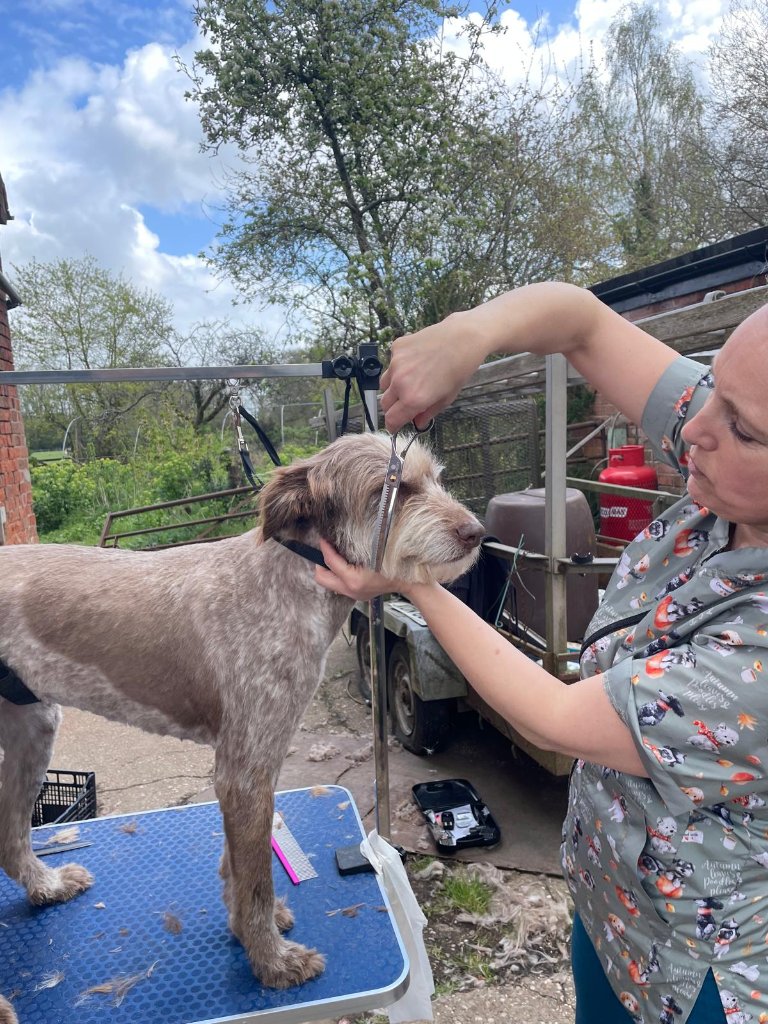 When the Groomer Leaves the Salon and Heads to the Farm - photo 6