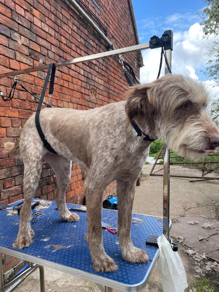 When the Groomer Leaves the Salon and Heads to the Farm - photo 9