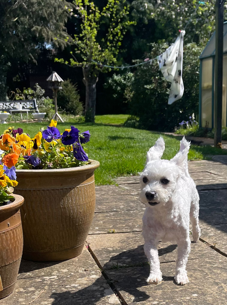 Rescue Dog Grooming in Kenilworth: Enzo's Fresh Start