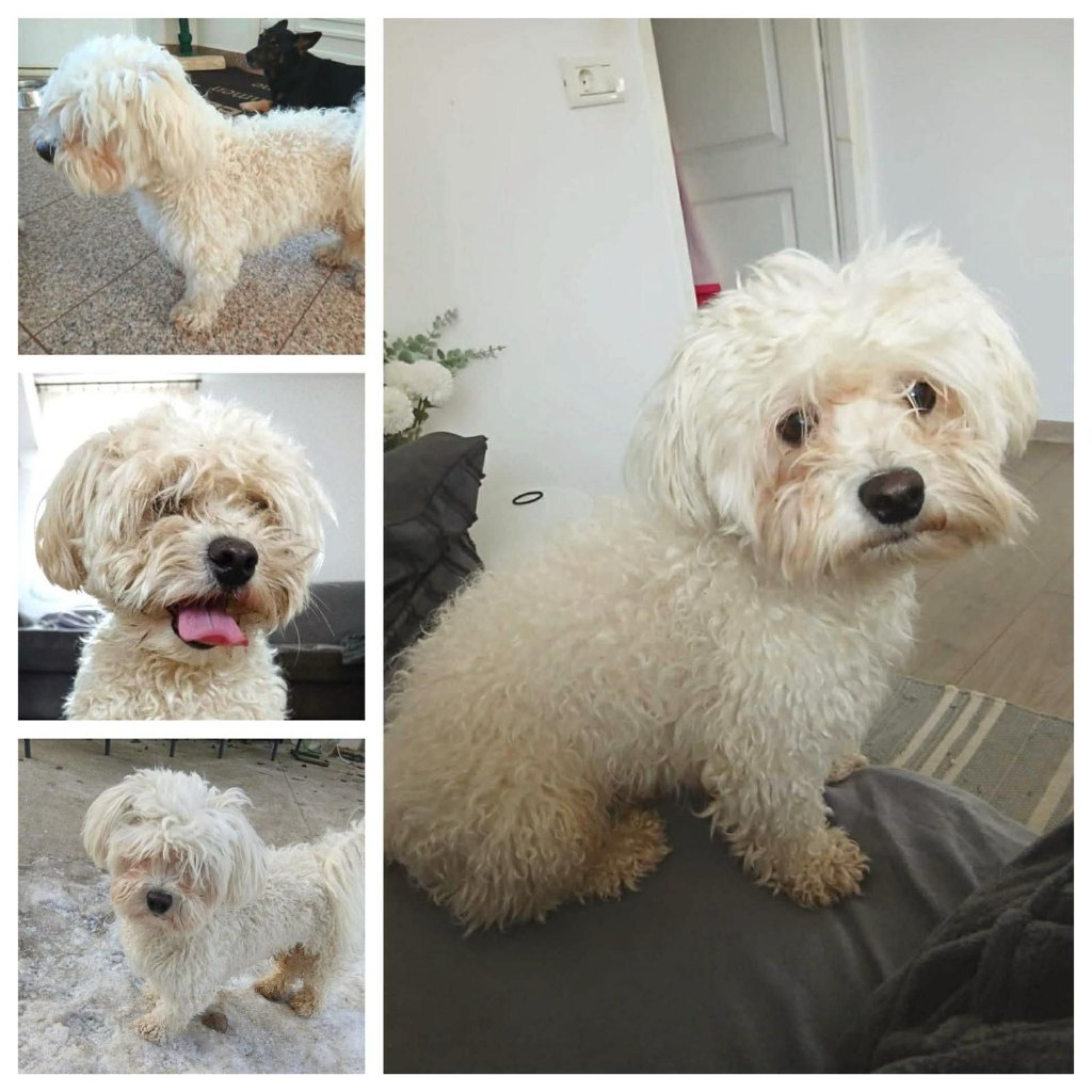 Rescue Dog Grooming in Kenilworth: Enzo's Fresh Start - photo 1