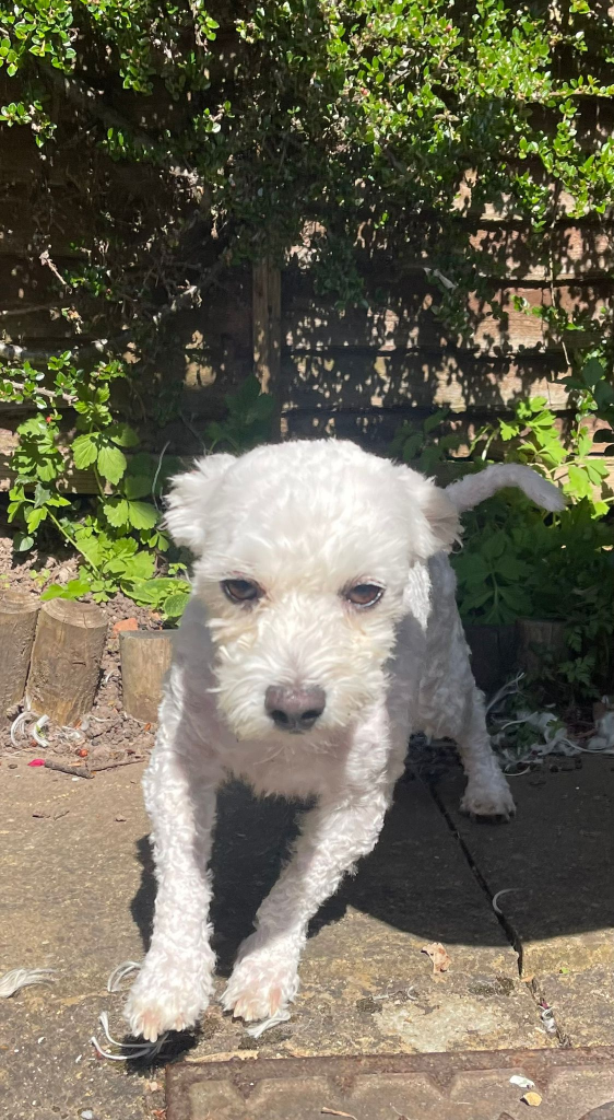 Rescue Dog Grooming in Kenilworth: Enzo's Fresh Start - photo 2