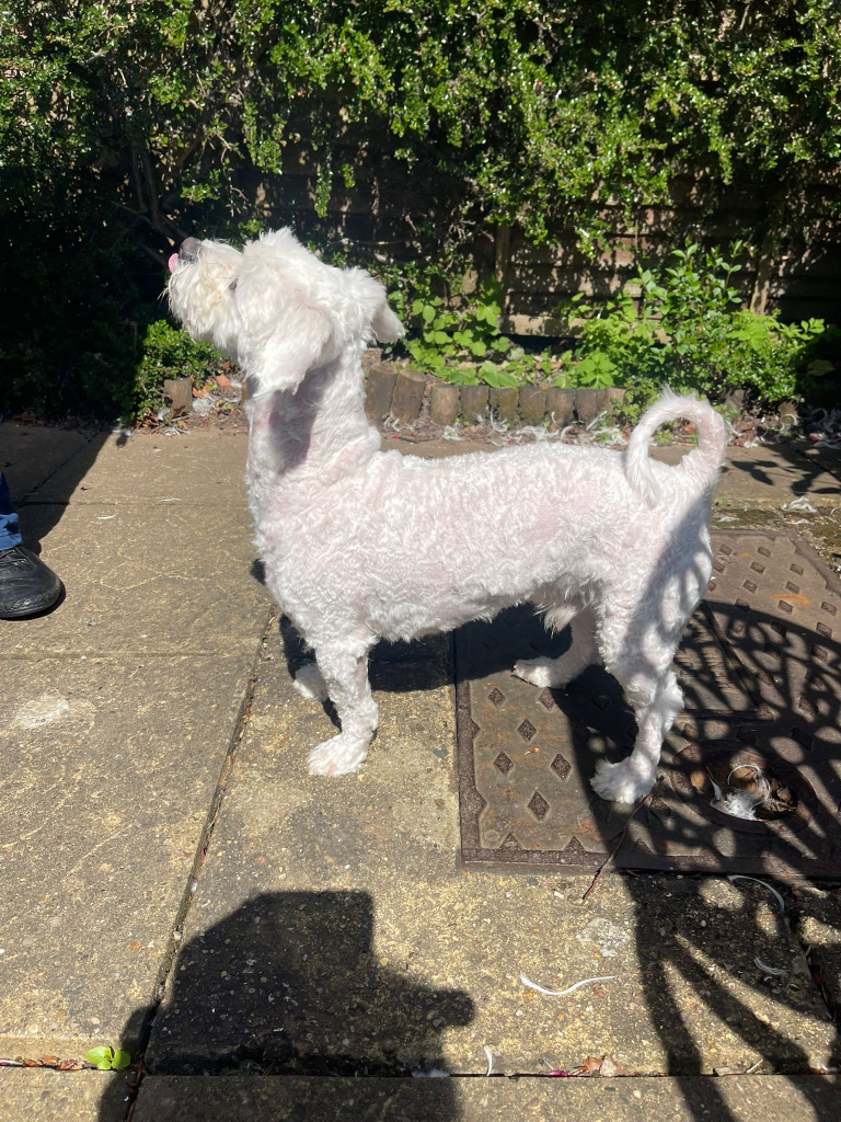 Rescue Dog Grooming in Kenilworth: Enzo's Fresh Start - photo 4