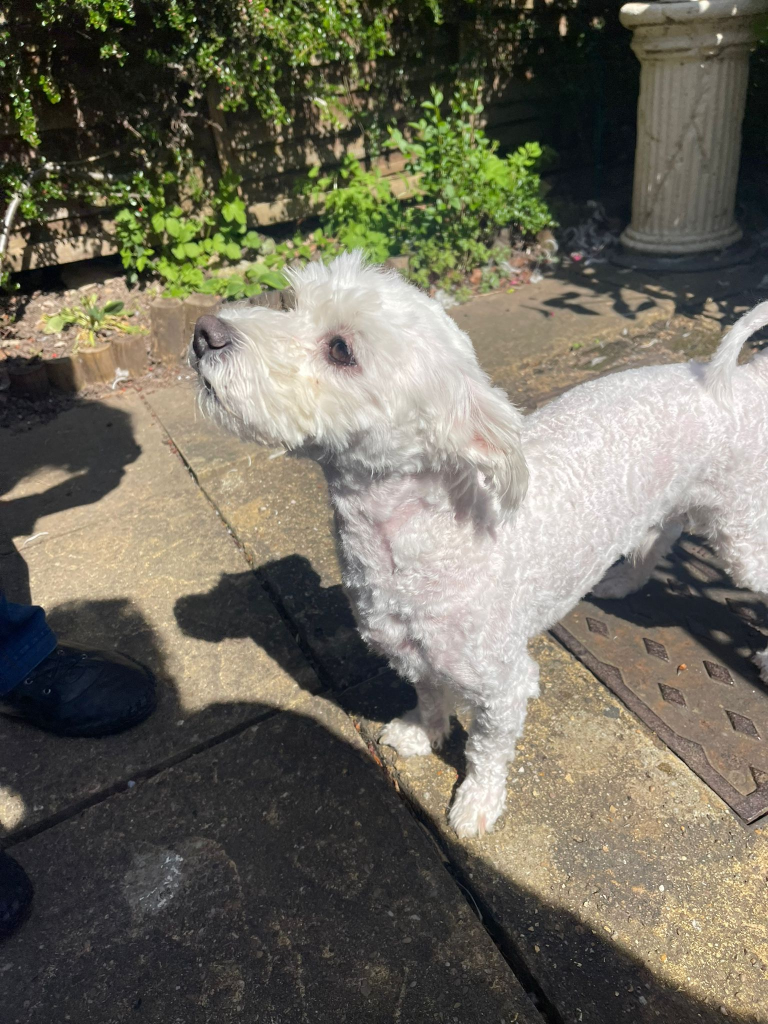 Rescue Dog Grooming in Kenilworth: Enzo's Fresh Start - photo 5