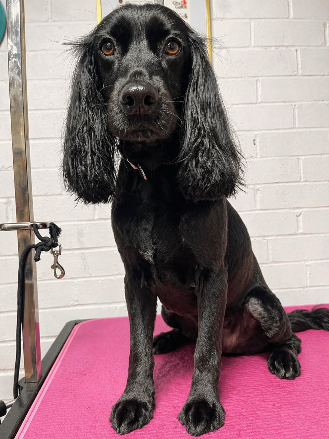 Black cocker spaniel sitting calmly on a pink grooming table at Pawfect Groom Kenilworth