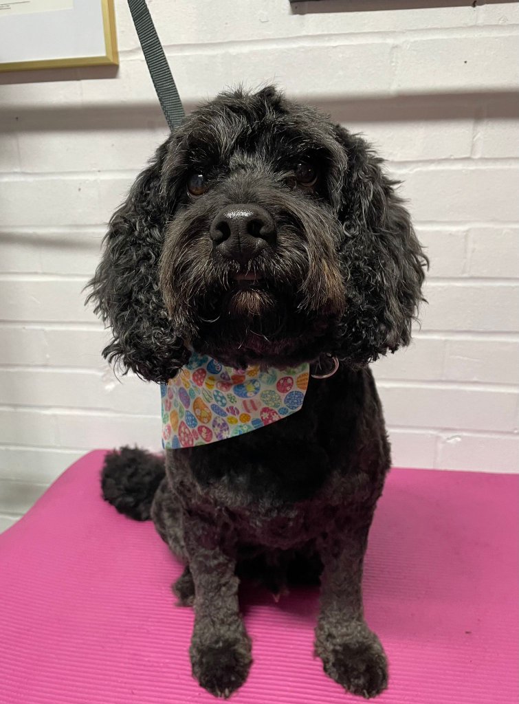 Black cockapoo with Easter bandana