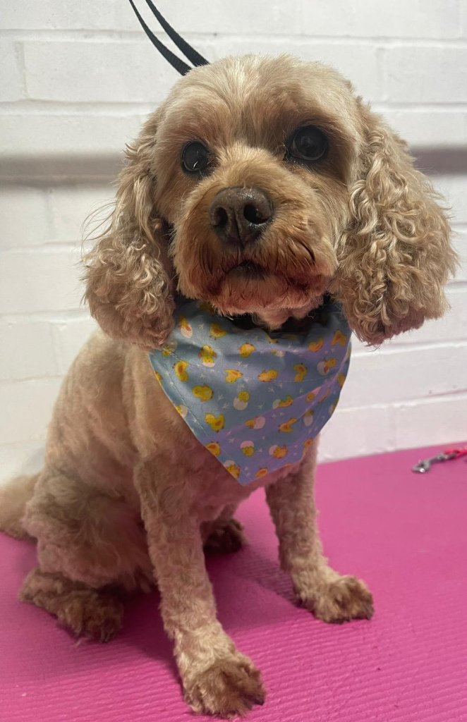 Cocker spaniel with bandana