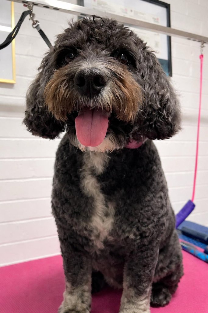 Doodle after grooming