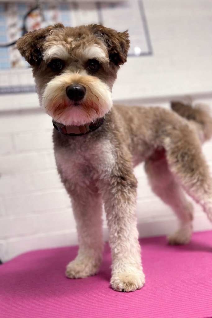 Schnauzer after grooming