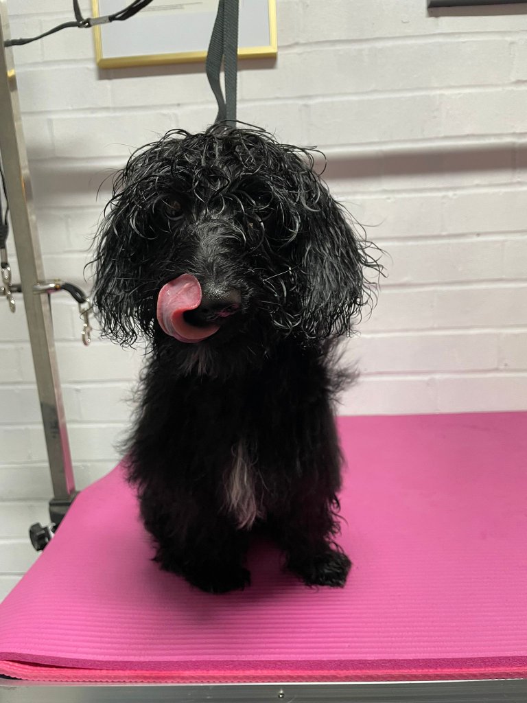 Wet curly dog after bath