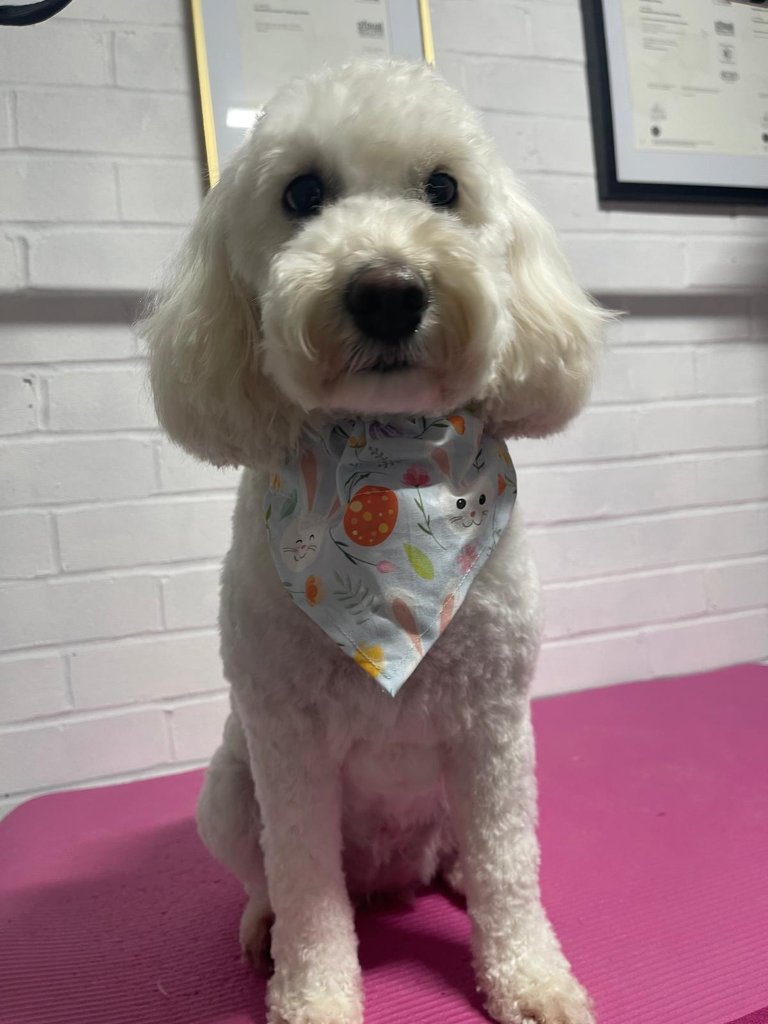 White doodle with spring bandana