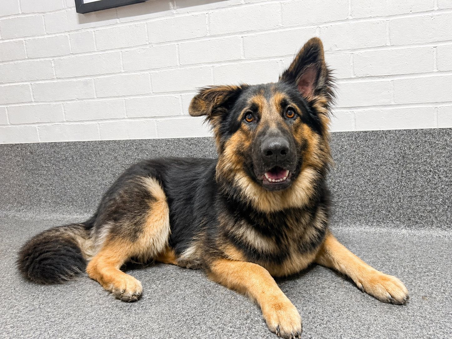 German shepherd lying calmly on the floor after a one to one grooming session at Pawfect Groom Kenilworth