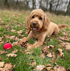 Aga grooming a dog at Pawfect Groom Kenilworth